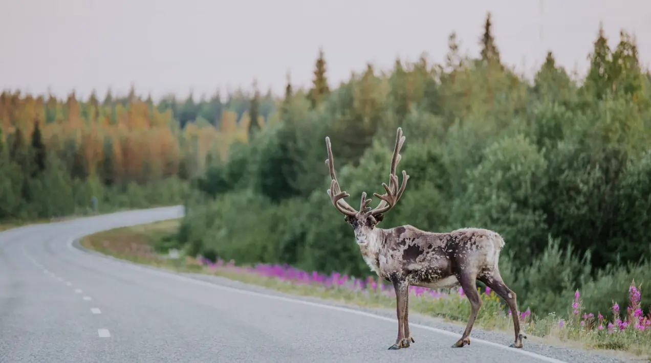 Arctic wilderness scenery