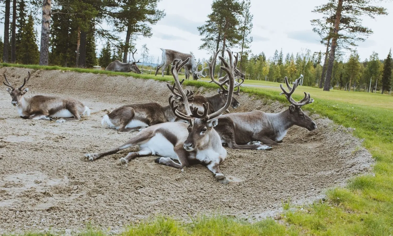 Reindeer at Levi Golf course